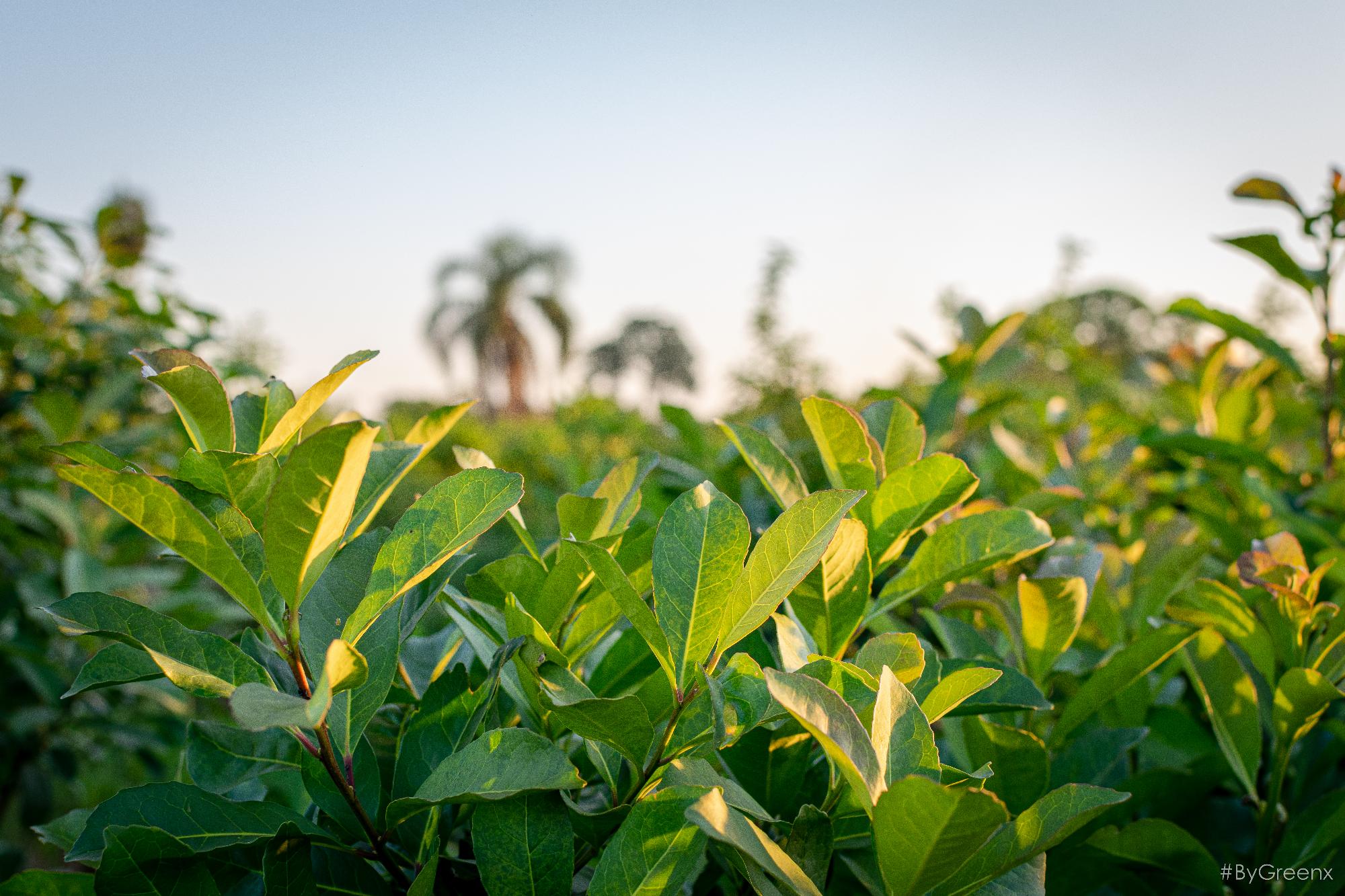 Plantación de Yerba Mate Kalena en Misiones, Argentina - Producción agroecológica familiar